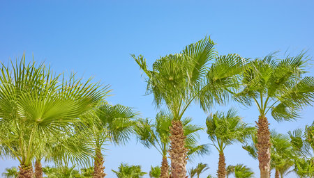 Picture of palm trees against the blue sky.の写真素材