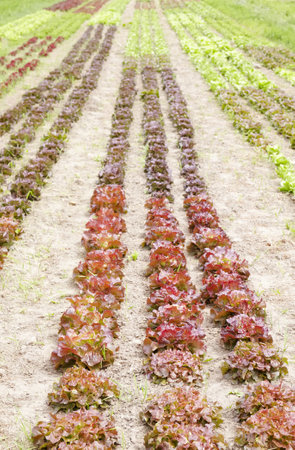 Organic lettuce farm field, selective focus.の写真素材