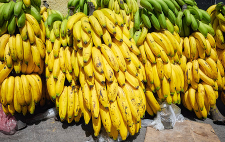 Bunches of ripe bananas at a local market, Ecuador.の写真素材