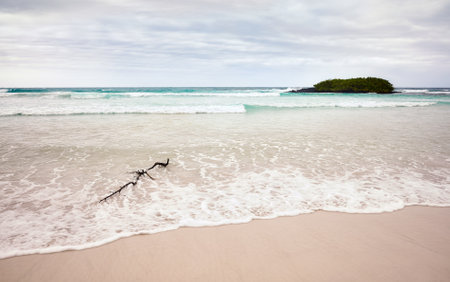 Tortuga Bay beach on Santa Cruz Island, Galapagos Islands, Ecuador.の写真素材