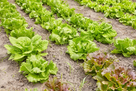 Rows of organic lettuce on a field, selective focus.の写真素材