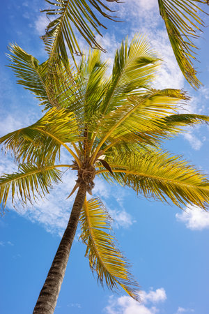 Coconut palm tree against the sky, Yucatan Peninsula, Mexico.の写真素材