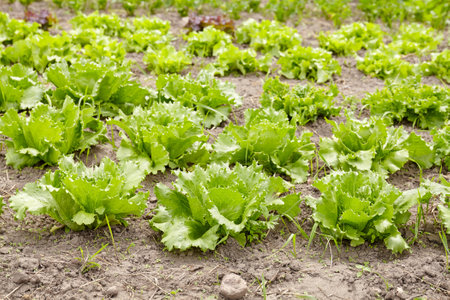 Rows of organic lettuce on a field, selective focus.の写真素材