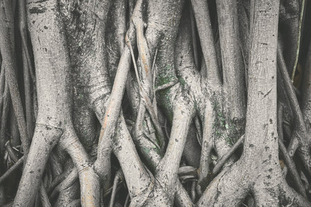 Close up photo of tree roots, selective focus, color toned nature background, Ecuador.
