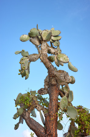 Giant opuntia (Opuntia galapageia) on Santa Cruz Island, Galapagos National Park, Ecuador.の写真素材