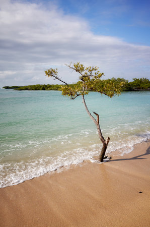Empty German beach (Playa de los Alemanes) with mangroves in the background on Santa Cruz Island, Galapagos National Park, Ecuador.の写真素材