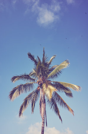 Palm tree against the sky, retro color toning applied.の写真素材