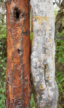Close up photo of Opuntia galapageia and tree trunks, selective focus, Santa Cruz Island, Galapagos Islands, Ecuador.の写真素材