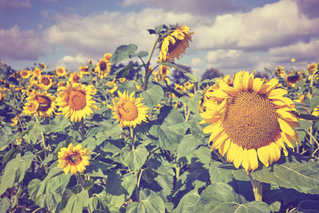 Sunflower on a field, color toning applied, selective focus.の写真素材