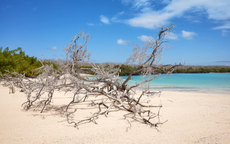 Beach on a beautiful uninhabited island, Galapagos Islands, Ecuador.の写真素材
