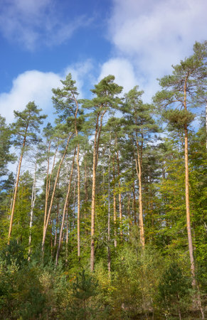 European pine trees against the sky.の写真素材