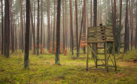 Photo of a deer hunting stand in a forest.の写真素材