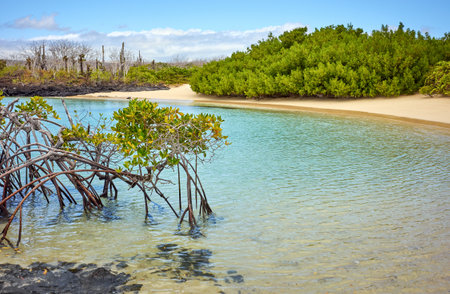 Landscape of the Galapagos Island with mangroves, Ecuador.の写真素材