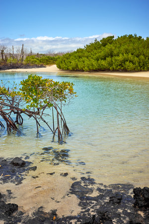 Landscape of the Galapagos Island with mangroves, Ecuador.の写真素材