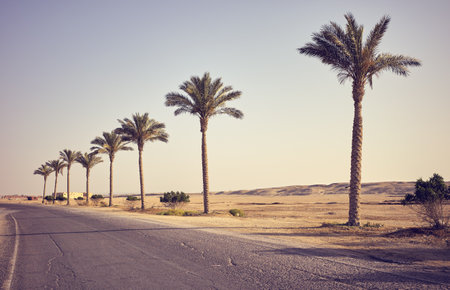 Desert asphalt road with palm trees, travel concept, color toning applied, Egypt.の写真素材