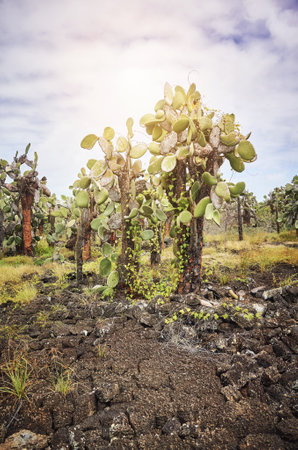 Primeval landscape with Giant opuntia on Santa Cruz Island, Galapagos National Park, Ecuador.の写真素材