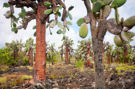 Galapagos Islands primeval landscape with Giant opuntia, Santa Cruz Island, Ecuador.の写真素材