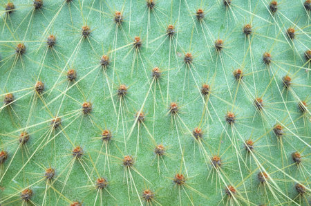 Close up photo of Opuntia echios pad and spines, selective focus, Santa Cruz Island, Ecuador.の写真素材