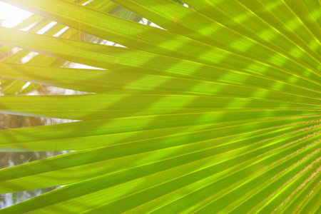 Blurred palm leaf natural background.の写真素材