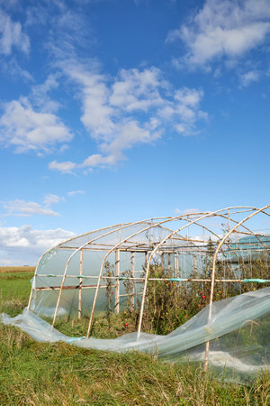 Greenhouse with organic vegetable crops damaged by storm.