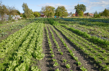 Photo of an organic vegetable farm.