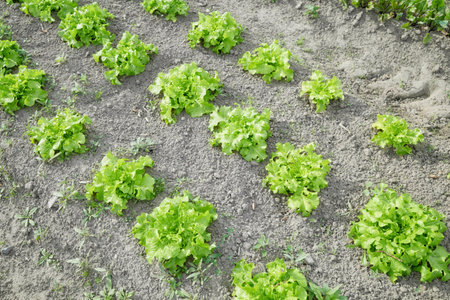 Photo of organic lettuce on a vegetable farm.の写真素材