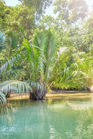 Jungle river on Palawan island, Philippines.の写真素材