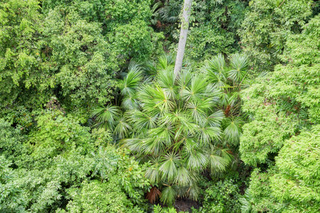 Photo of a rainforest in Borneo, Sabah, Malaysia.の写真素材