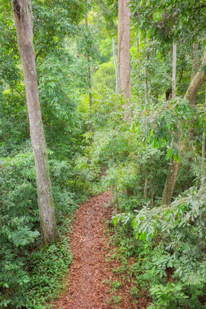 Path in a rainforest in Borneo, Sabah, Malaysia.の写真素材