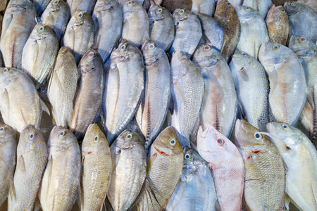 Freshly caught sea fish at a market in Kota Kinabalu, Borneo, Malaysia.の写真素材