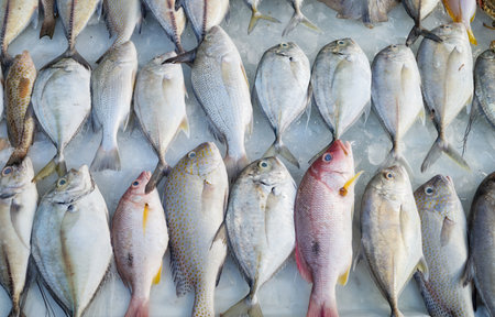 Freshly caught sea fish at a market in Kota Kinabalu, Borneo, Malaysia.の写真素材