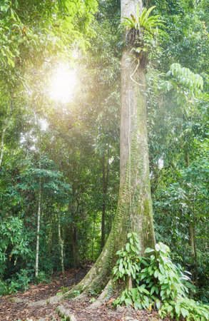 Rainforest in Borneo, Sabah, Malaysia.の写真素材