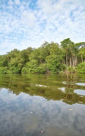 The bank of the Brunei River (Sungai Brunei) seen from the water, Brunei.の写真素材