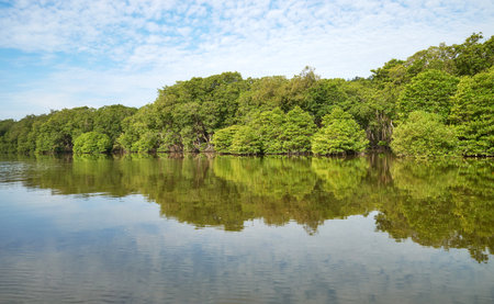 The bank of the Brunei River (Sungai Brunei) seen from the water, Brunei.の写真素材