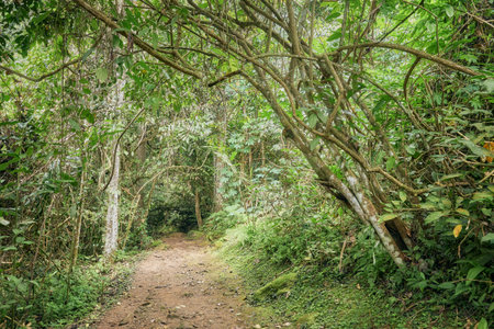 Trail in the rainforest on Borneo, Sabah, Malaysia.の写真素材