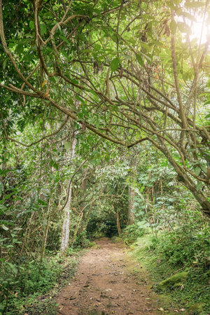 Trail in the rainforest on Borneo, Sabah, Malaysia.