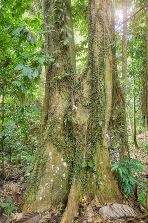 Diverse vegetation in the rainforest of Borneo, Sabah, Malaysia.の写真素材