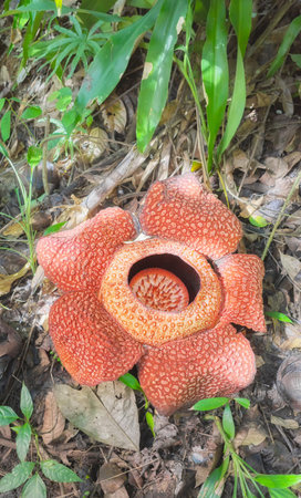 Blooming Rafflesia in the rainforest of Borneo, Sabah, Malaysia.の写真素材