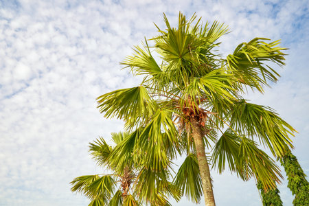 Photo of a palm trees against the sky.の写真素材