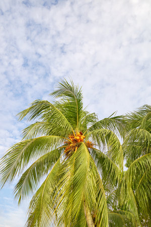 Photo of a palm trees against the sky.の写真素材