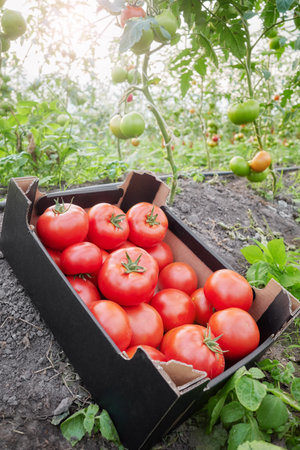 Ripe organic greenhouse tomatoes in a box, selective focus.の写真素材