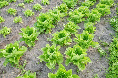 Photo of an organic vegetable farm, selective focus.の写真素材