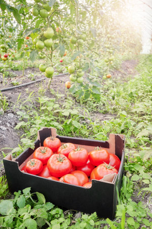 Ripe organic greenhouse tomatoes in a box, selective focus.の写真素材