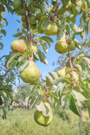 Ripe pears on a tree, selective focus.の写真素材