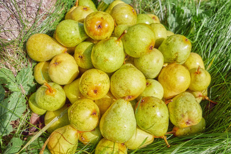 Pile of pears under a tree in the orchard.の写真素材