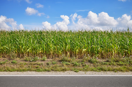 Corn field by the road on a sunny day.