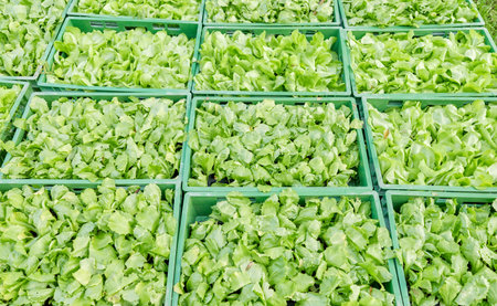 Photo of organic vegetable seedlings, selective focus.の写真素材