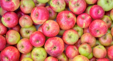 Photo of fresh organic apples.の写真素材