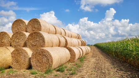 Hay bales on a field.