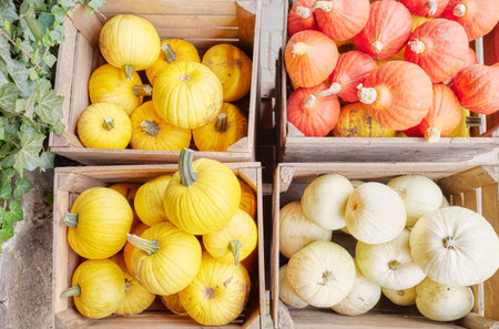 A collection of various pumpkins for Halloween.の写真素材